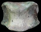 Hadrosaur Toe Bone - Alberta (Disposition #-) #71661-2